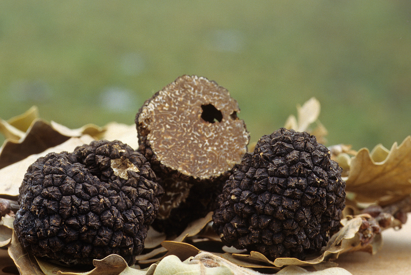 FRESH HOOKED TRUFFLE (Tuber Uncinatum Chatin.)